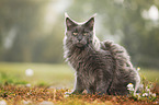 sitting Maine Coon