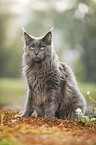 sitting Maine Coon