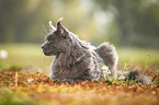 lying Maine Coon