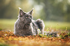 lying Maine Coon