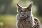 Maine Coon Portrait