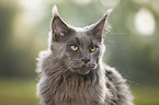 Maine Coon Portrait