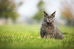 sitting Maine Coon