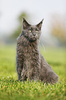 sitting Maine Coon