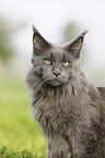 Maine Coon Portrait