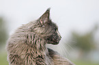 Maine Coon Portrait