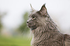 Maine Coon Portrait