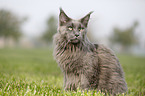 sitting Maine Coon