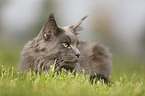 lying Maine Coon