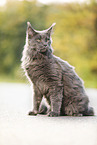 sitting Maine Coon