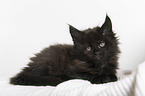 black Maine Coon