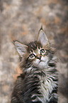 Maine Coon Kitten