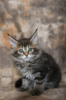 Maine Coon Kitten