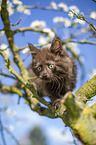 Maine Coon Kitten on the tree