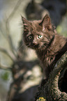 Maine Coon Kitten on tree