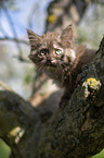 Maine Coon Kitten on tree