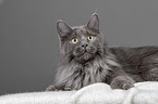 lying Maine Coon