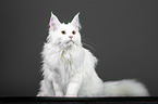 sitting Maine Coon