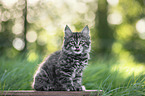 sitting Maine Coon Kitten