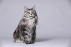 sitting Maine Coon