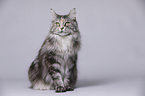 sitting Maine Coon