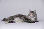 lying Maine Coon