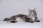 lying Maine Coon