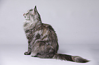 sitting Maine Coon