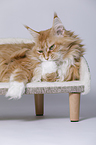 lying Maine Coon