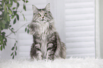 sitting Maine Coon