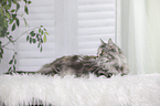 lying Maine Coon