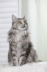 sitting Maine Coon