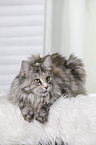 lying Maine Coon