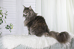 sitting Maine Coon