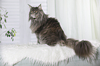 sitting Maine Coon