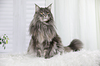 sitting Maine Coon