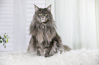 sitting Maine Coon