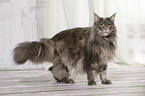 standing Maine Coon