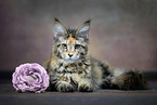 lying Maine Coon