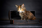 Maine Coon Kitten