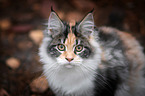 Maine Coon Portrait