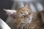sleeping Maine Coon kitten