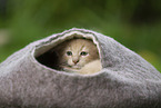 Maine Coon Kitten