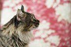 Maine Coon