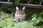 Maine Coon in the garden