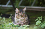 Maine Coon in the garden