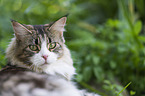 Maine Coon in the garden