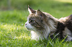 Maine Coon in the garden