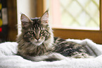 Maine Coon