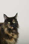 Maine Coon